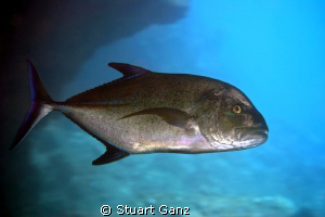 Ulua on dawn patrol by Stuart Ganz 